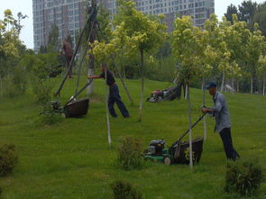 園林綠化,園林綠化生產廠家,園林綠化價格