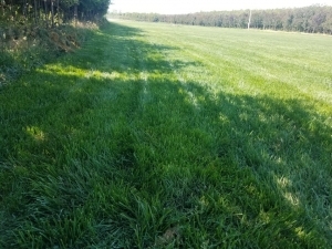 哈爾濱園林樹木,哈爾濱花卉,哈爾濱園藝_壹佰業