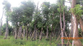 東莞園林公司綠化施工工程,東莞園林公司綠化施工工程生產(chǎn)廠家,東莞園林公司綠化施工工程價(jià)格